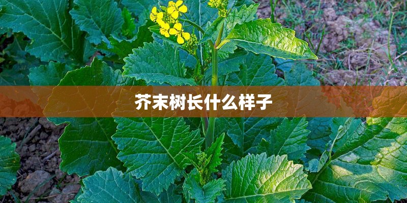 芥末树长什么样子