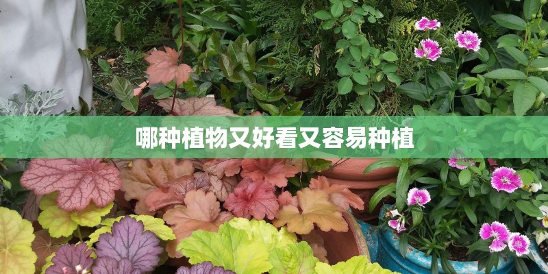 哪种植物又好看又容易种植