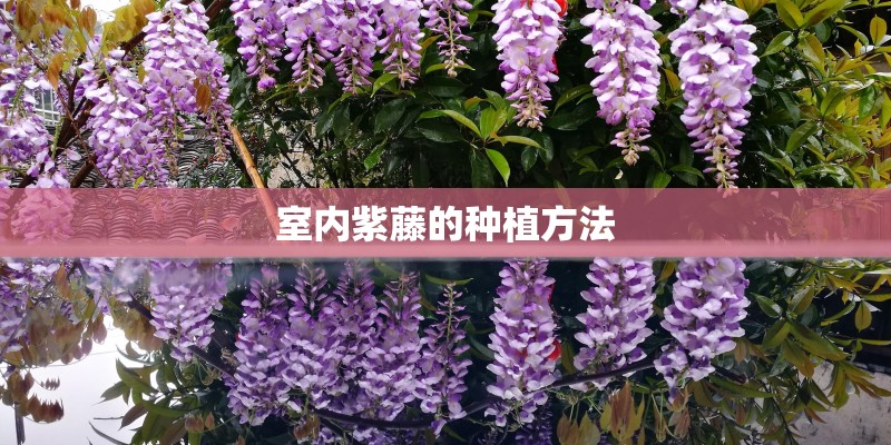 室内紫藤的种植方法