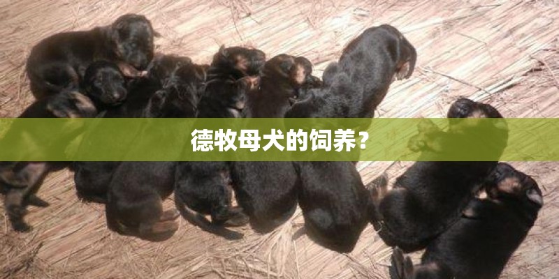 德牧母犬的饲养？