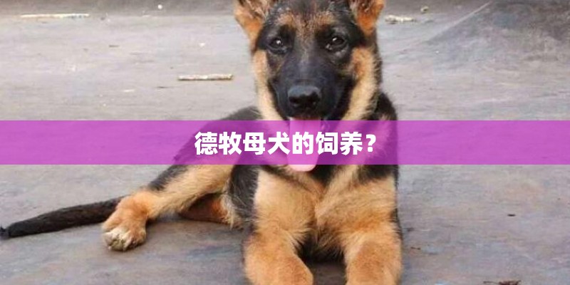 德牧母犬的饲养？