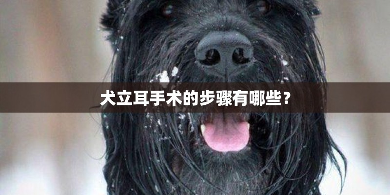 犬立耳手术的步骤有哪些？