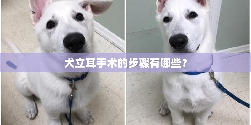 犬立耳手术的步骤有哪些？