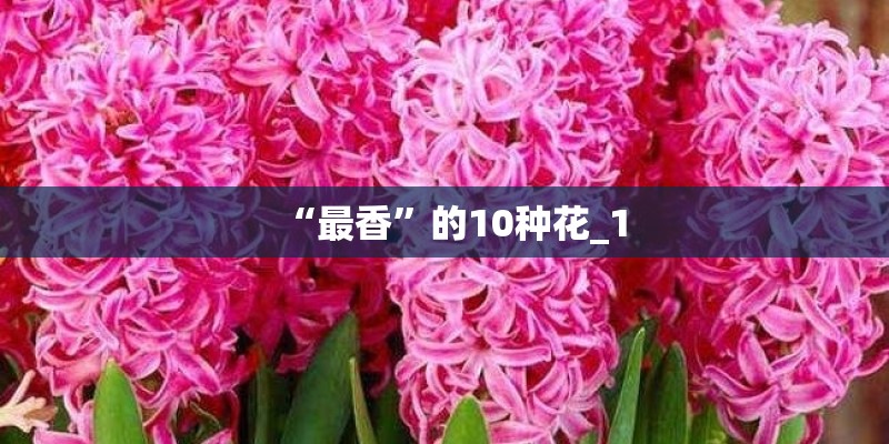 “最香”的10种花_1