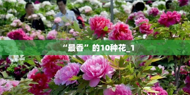 “最香”的10种花_1