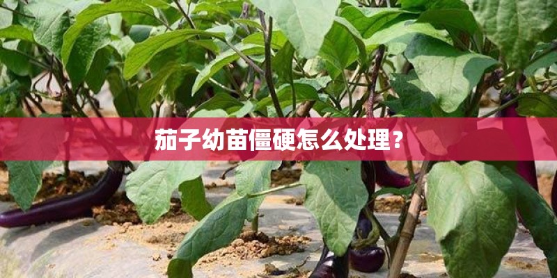 茄子幼苗僵硬怎么处理？