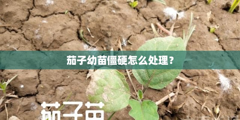 茄子幼苗僵硬怎么处理？