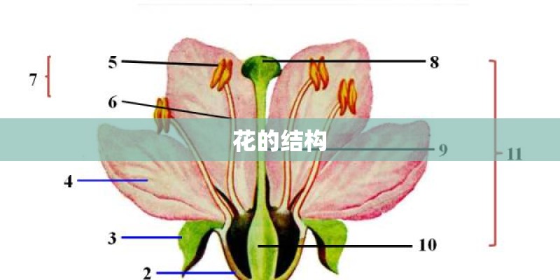 花的结构