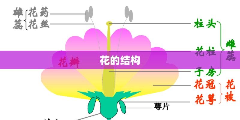 花的结构