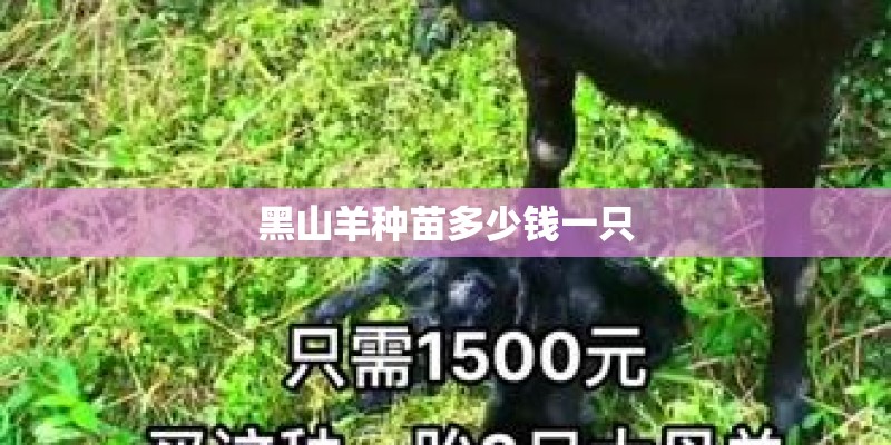 黑山羊种苗多少钱一只