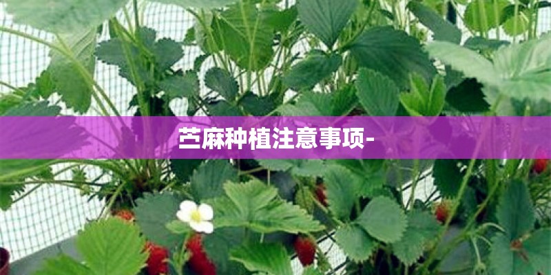 苎麻种植注意事项-