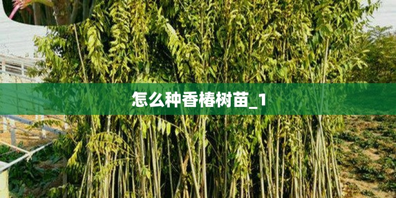 怎么种香椿树苗_1