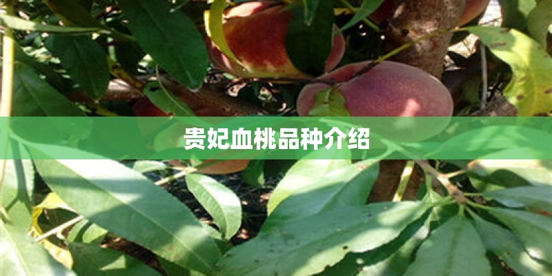 贵妃血桃品种介绍