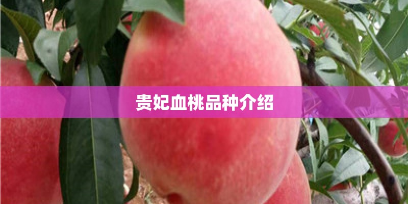 贵妃血桃品种介绍