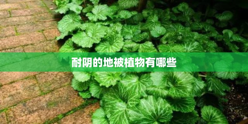 耐阴的地被植物有哪些