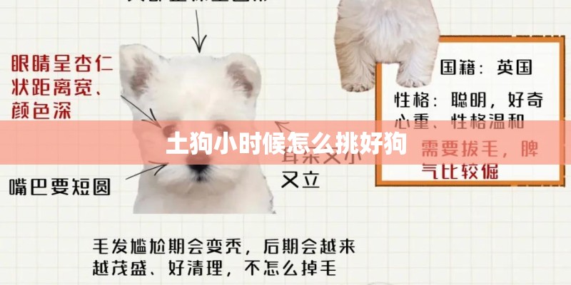 土狗小时候怎么挑好狗