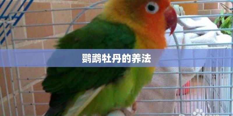 鹦鹉牡丹的养法