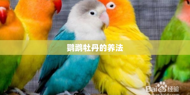 鹦鹉牡丹的养法