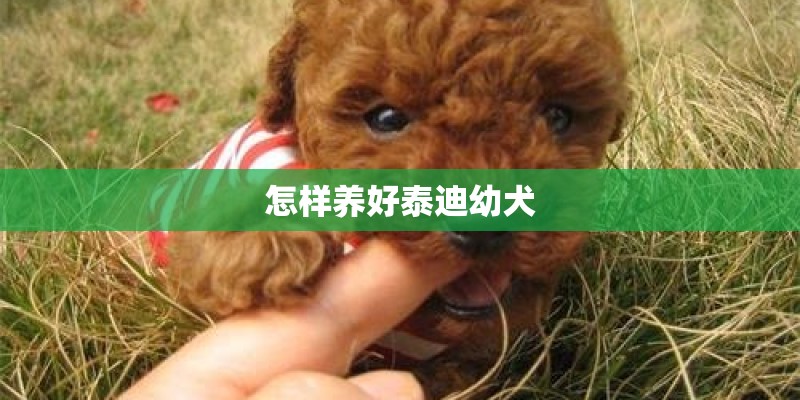 怎样养好泰迪幼犬