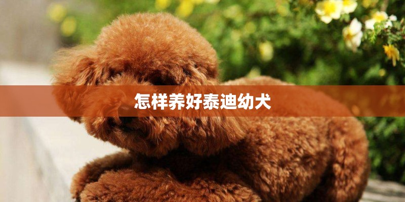 怎样养好泰迪幼犬