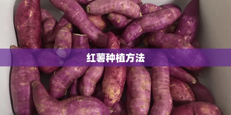 红薯种植方法