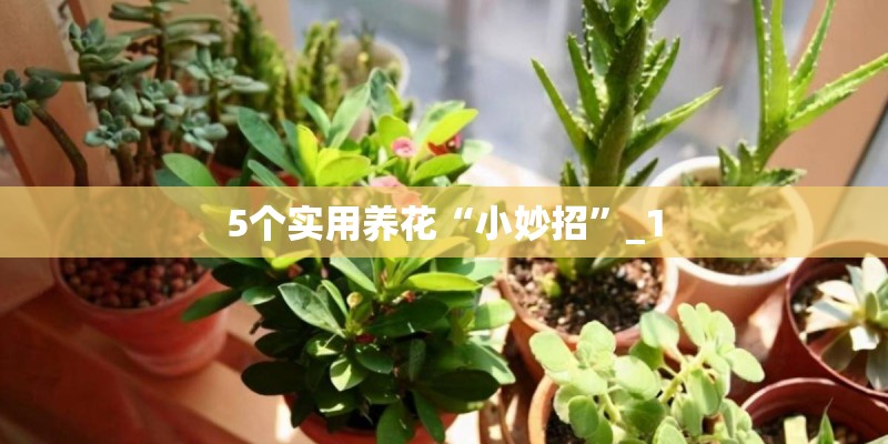 5个实用养花“小妙招”_1