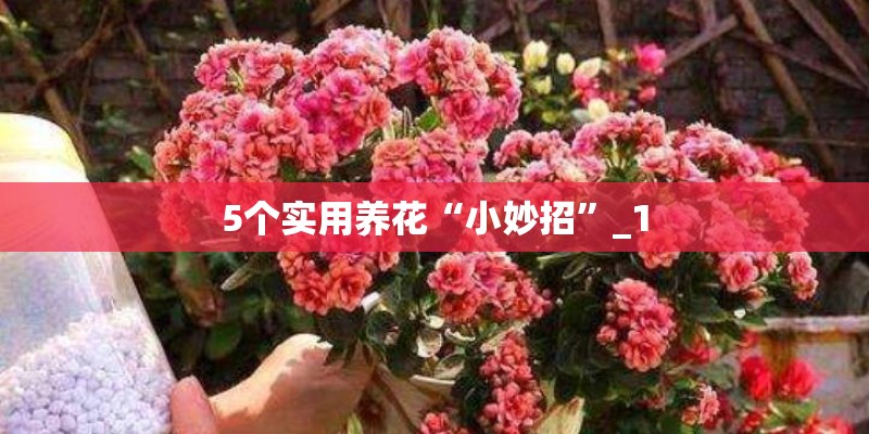 5个实用养花“小妙招”_1