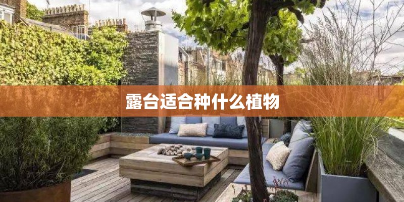 露台适合种什么植物