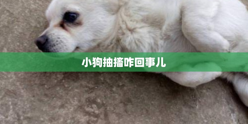 小狗抽搐咋回事儿
