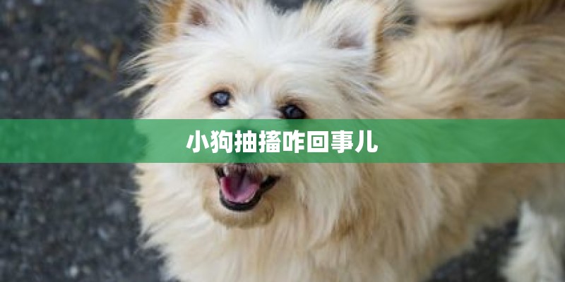 小狗抽搐咋回事儿