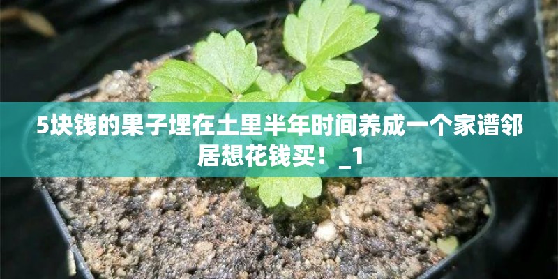 5块钱的果子埋在土里半年时间养成一个家谱邻居想花钱买！_1