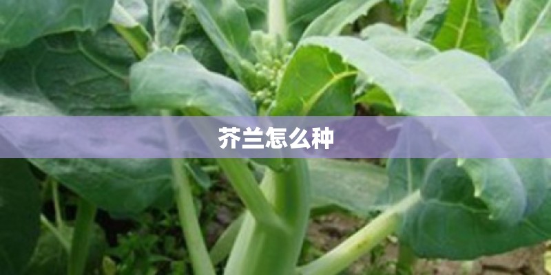 芥兰怎么种