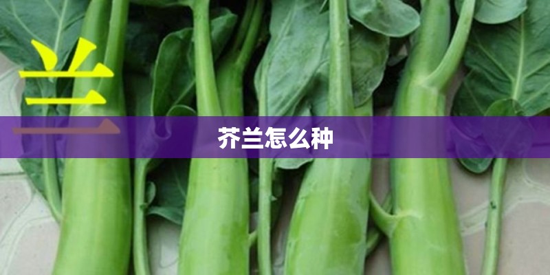 芥兰怎么种