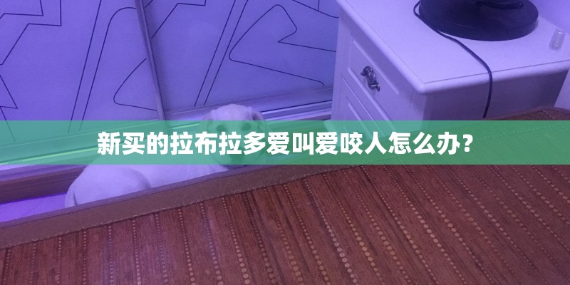 新买的拉布拉多爱叫爱咬人怎么办？