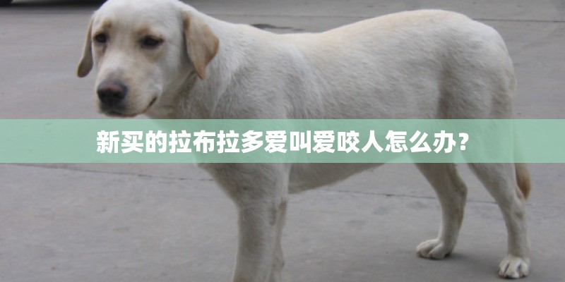 新买的拉布拉多爱叫爱咬人怎么办？