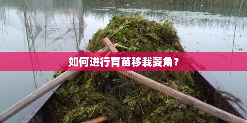 如何进行育苗移栽菱角？