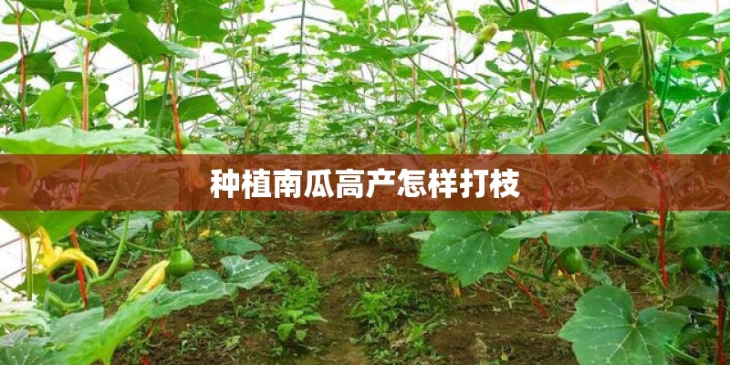 种植南瓜高产怎样打枝