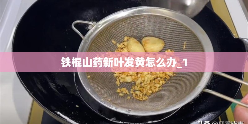 铁棍山药新叶发黄怎么办_1