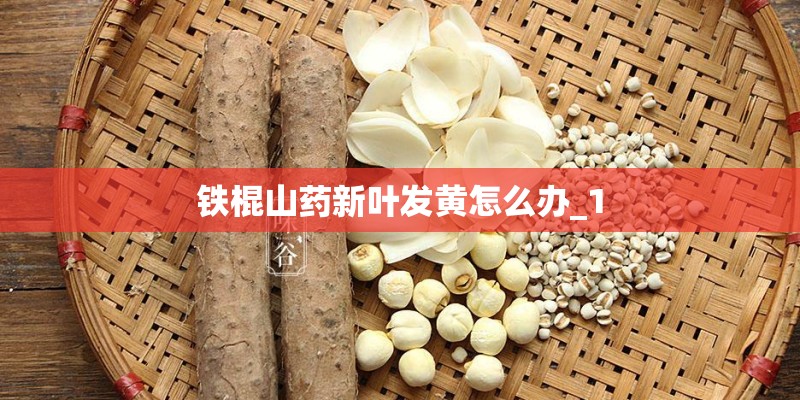 铁棍山药新叶发黄怎么办_1