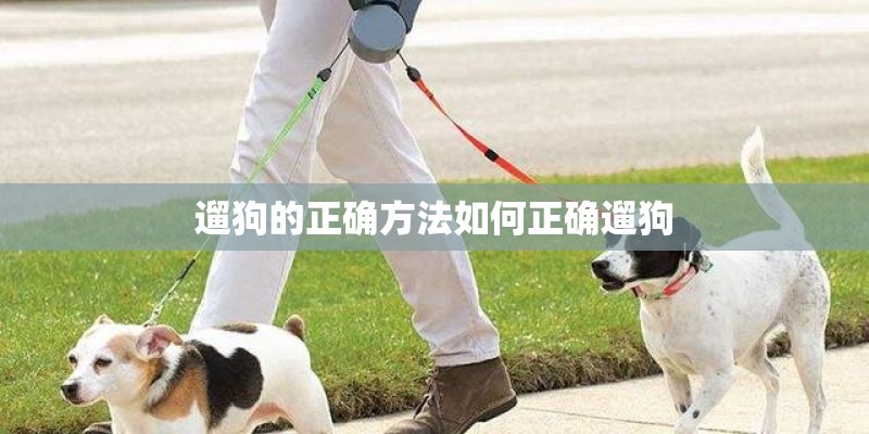 遛狗的正确方法如何正确遛狗