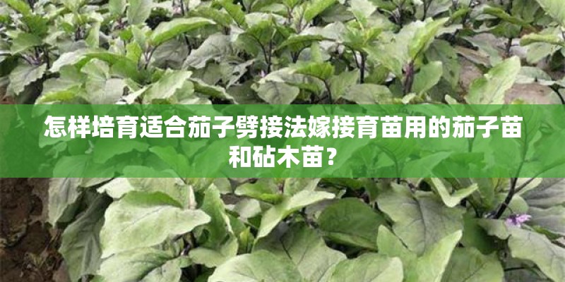 怎样培育适合茄子劈接法嫁接育苗用的茄子苗和砧木苗？