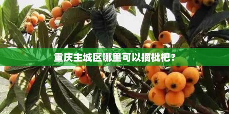 重庆主城区哪里可以摘枇杷？