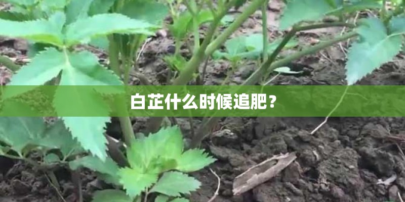 白芷什么时候追肥？