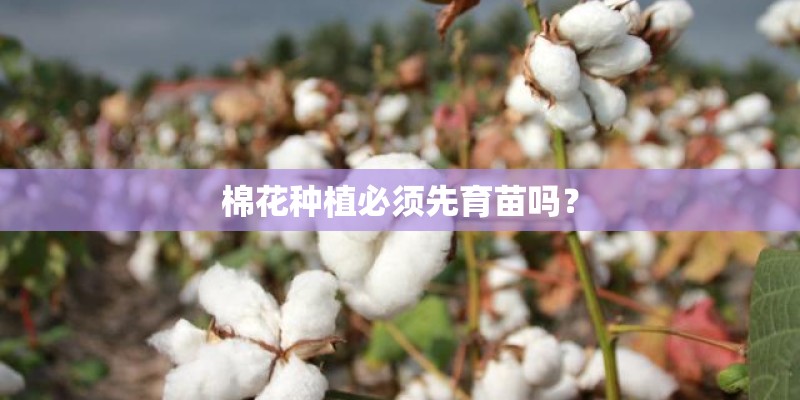 棉花种植必须先育苗吗？