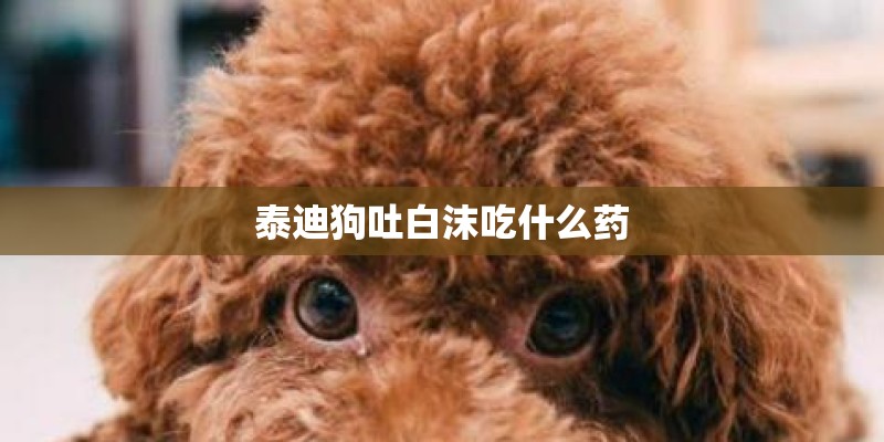 泰迪狗吐白沫吃什么药