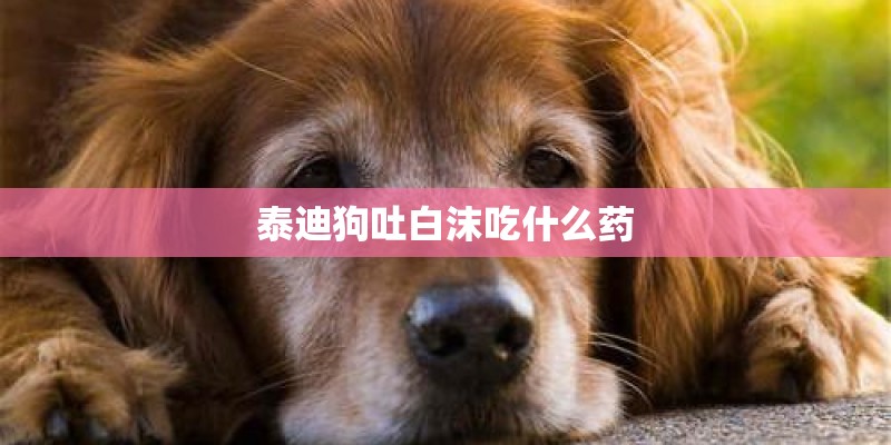 泰迪狗吐白沫吃什么药