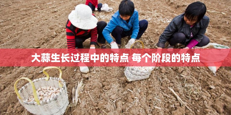 大蒜生长过程中的特点 每个阶段的特点