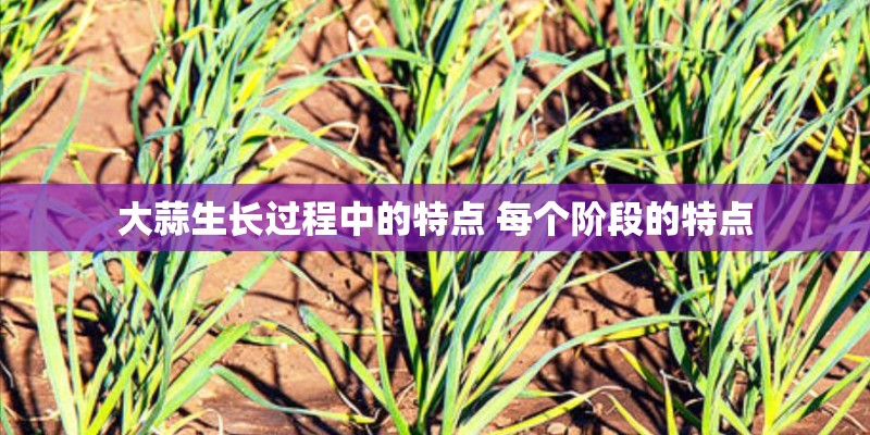 大蒜生长过程中的特点 每个阶段的特点