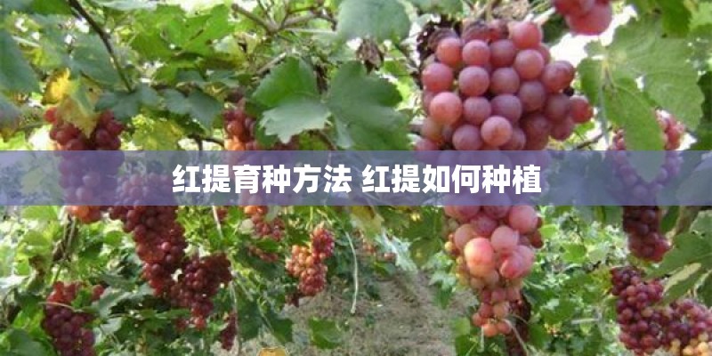 红提育种方法 红提如何种植