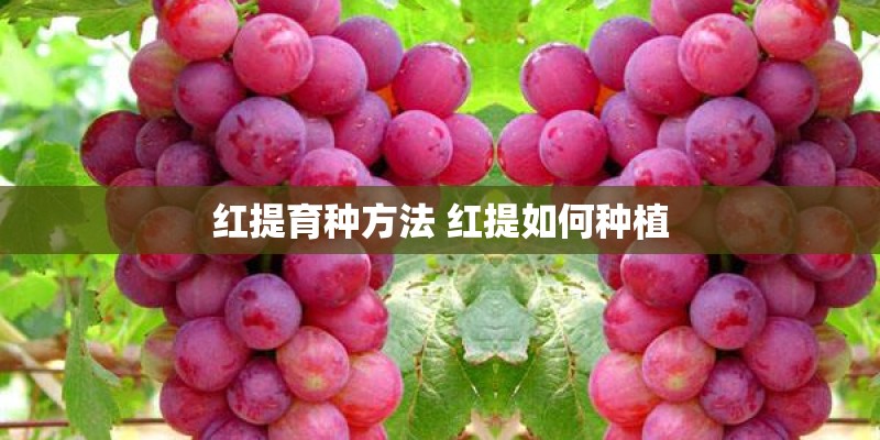 红提育种方法 红提如何种植
